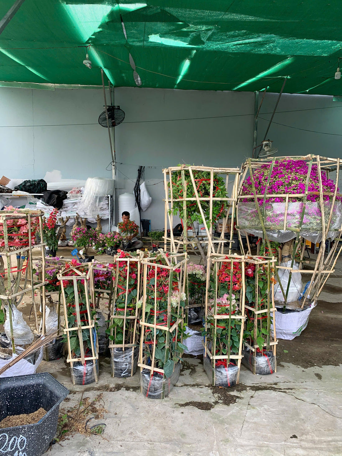 Casa Farm Vietnam – Premium Bougainvillea Nursery & Global Exporter
