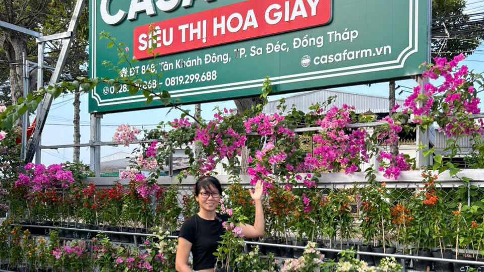 Những yếu tố giúp cây hoa giấy rộ bông lại
