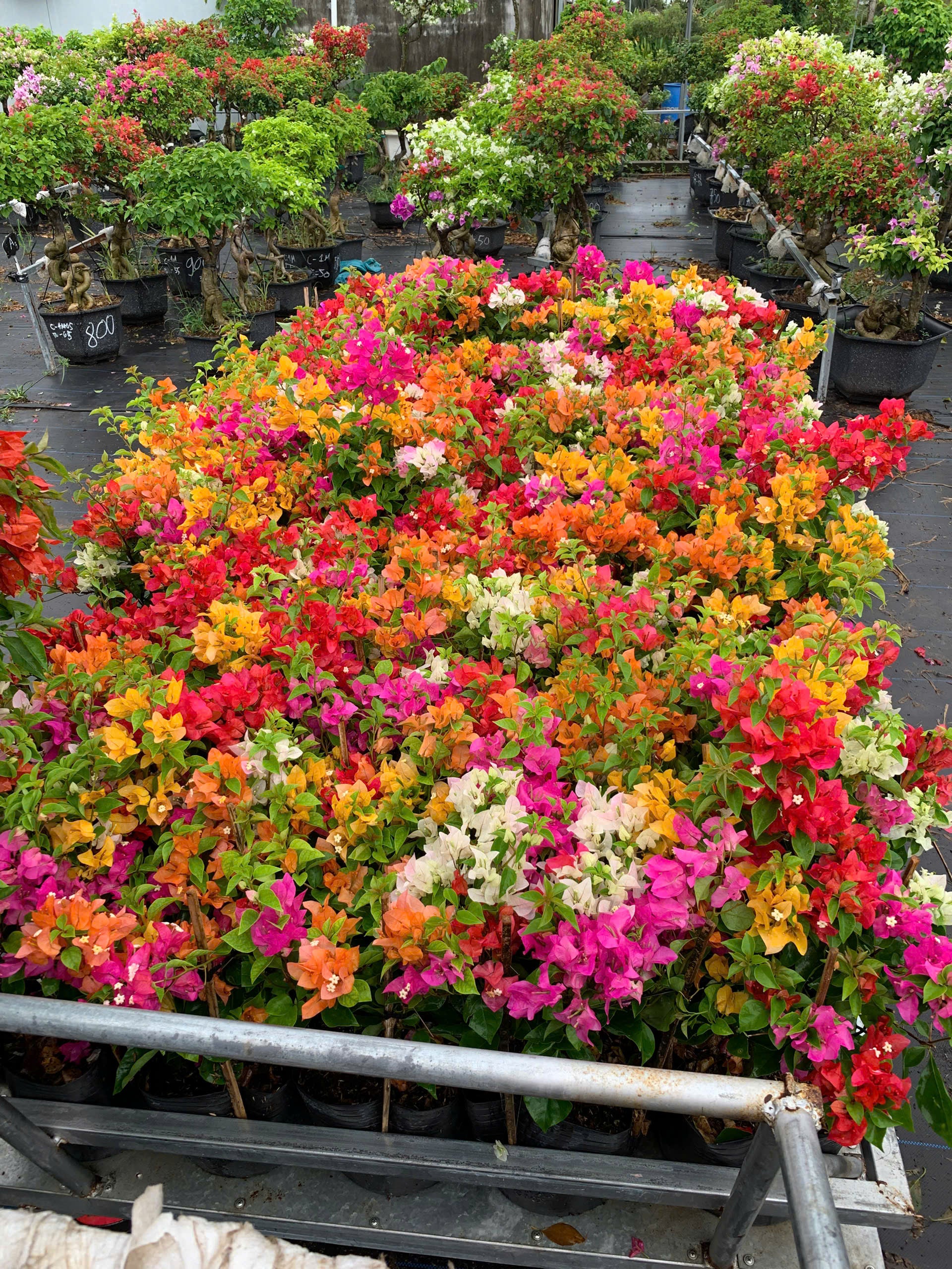 [CSF] Hoa Giấy Nhiều Màu Mini (Mini Grafted 3, 4, 5 Color Plant)