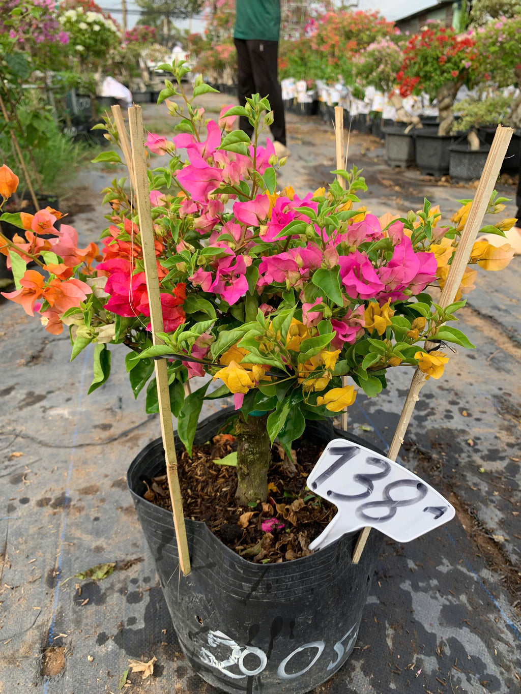 [CSF] Hoa Giấy Nhiều Màu Mini (Mini Grafted 3, 4, 5 Color Plant)