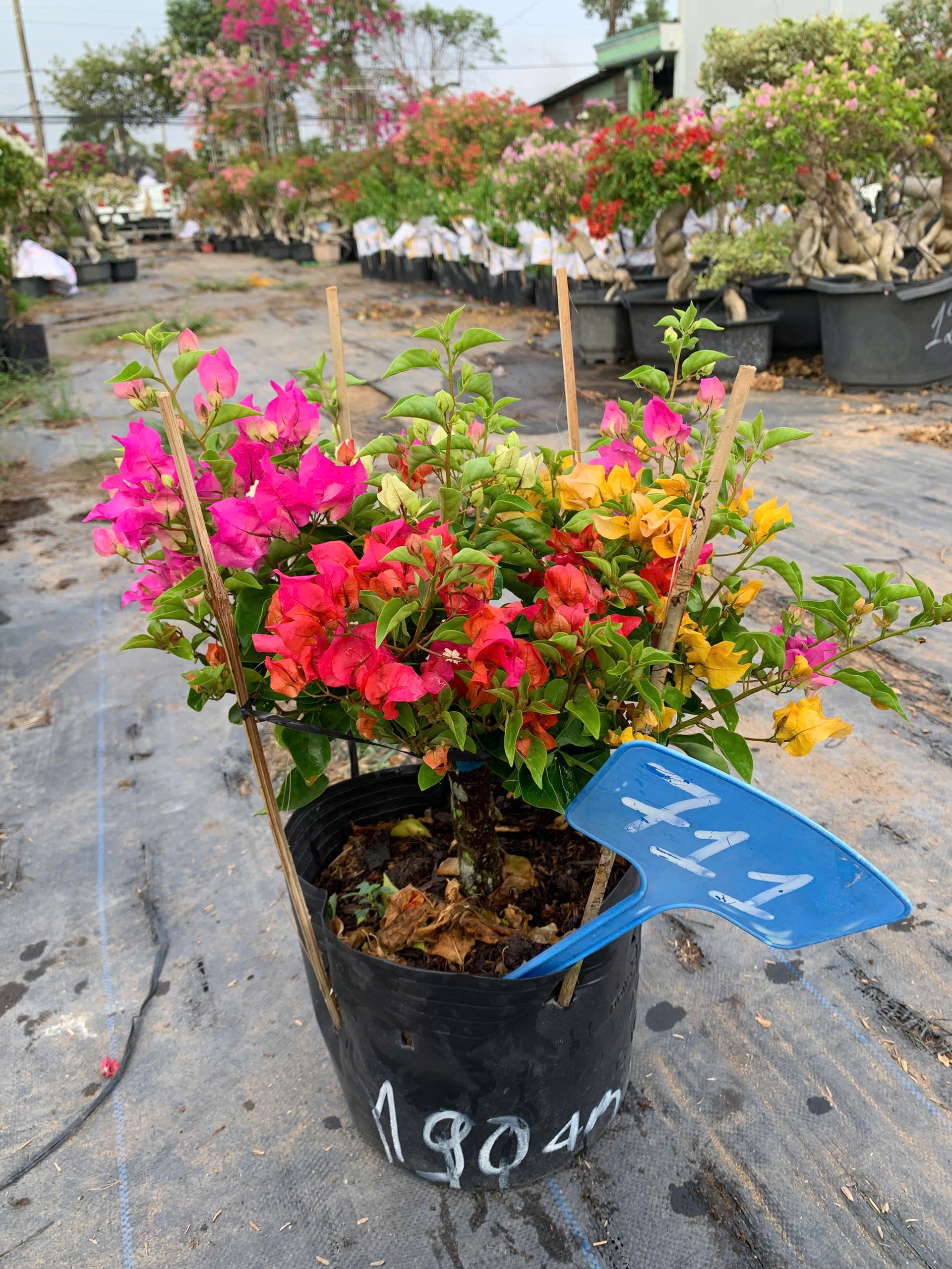 [CSF] Hoa Giấy Nhiều Màu Mini (Mini Grafted 3, 4, 5 Color Plant)