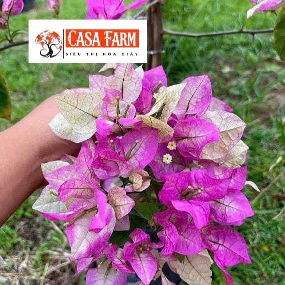 [CSF] Cây Giống Hoa Giấy Alisa - Màu Sắc Nhẹ Nhàng - Dễ Chăm - Ưa Nắng - Cây Khỏe