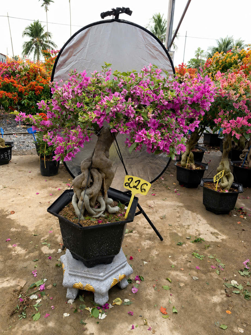 [CSF] Hoa Giấy Bonsai Cẩm Thạch Tím Tuyết - Sai Hoa - Siêu Hoa - Bền Hoa - Dễ Chăm
