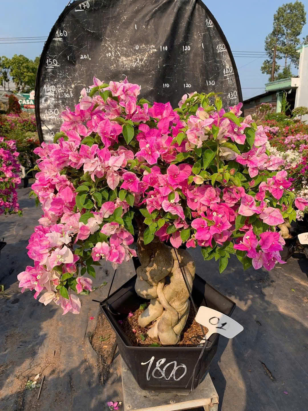 [CSF] Cây Hoa Giấy Hồng Gân Bonsai - Dễ Chăm - Ưa Nắng - Sai Hoa - Siêu Hoa - Dáng Đẹp