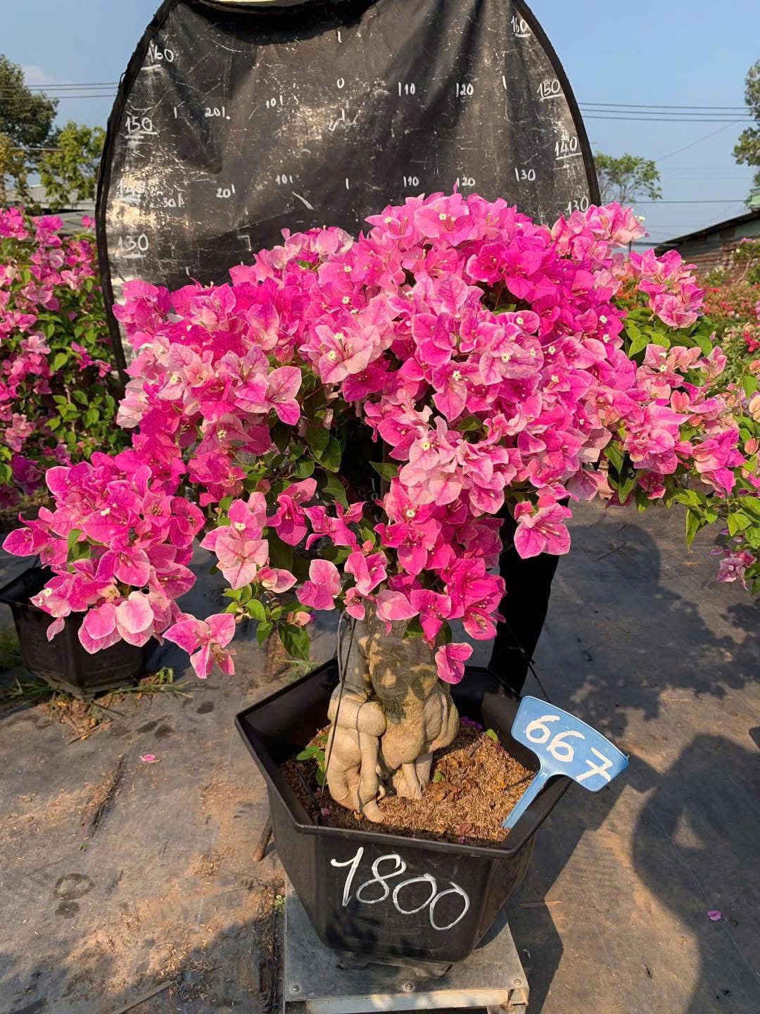 [CSF] Cây Hoa Giấy Hồng Gân Bonsai - Dễ Chăm - Ưa Nắng - Sai Hoa - Siêu Hoa - Dáng Đẹp