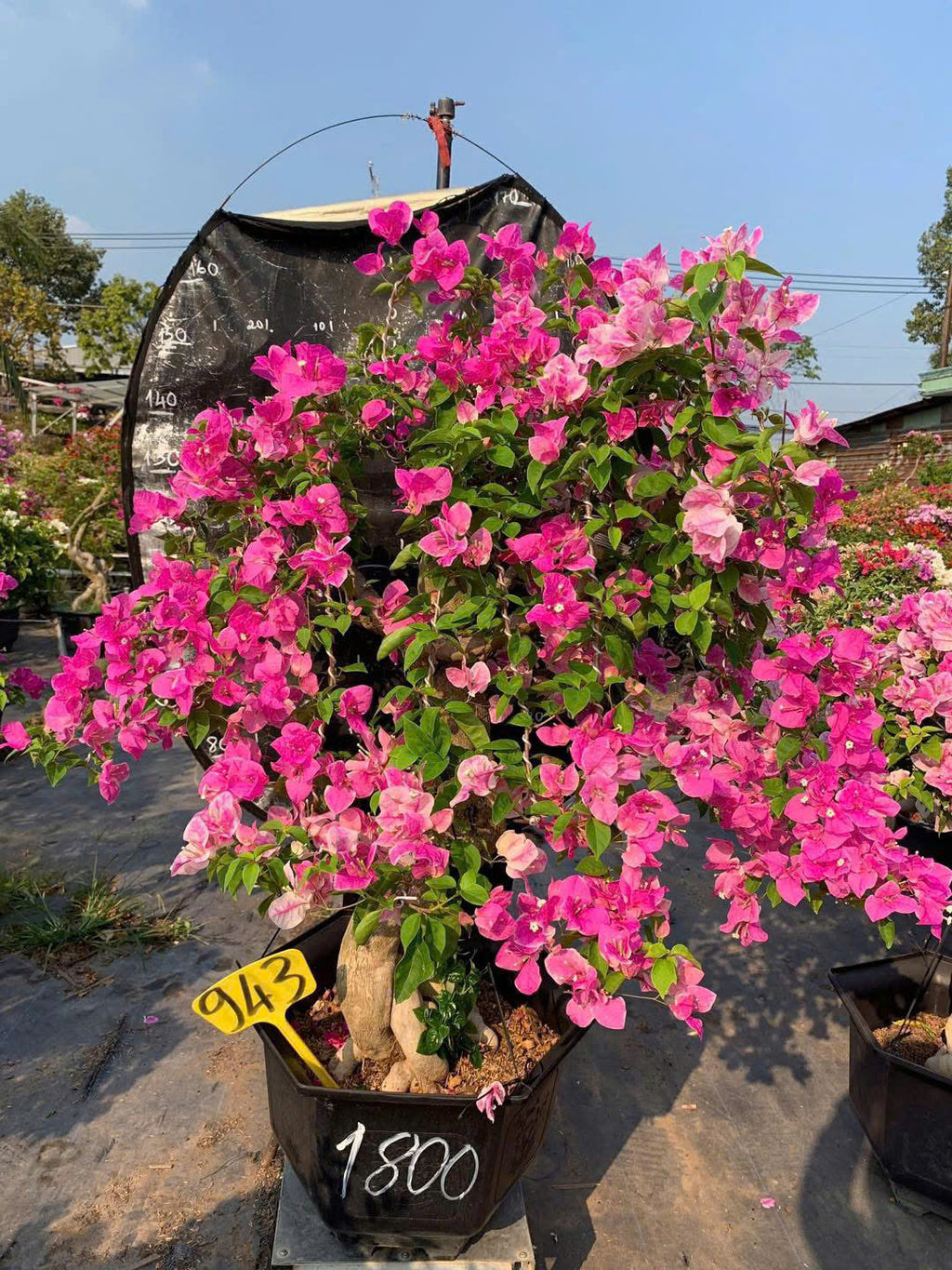 [CSF] Cây Hoa Giấy Hồng Gân Bonsai - Dễ Chăm - Ưa Nắng - Sai Hoa - Siêu Hoa - Dáng Đẹp