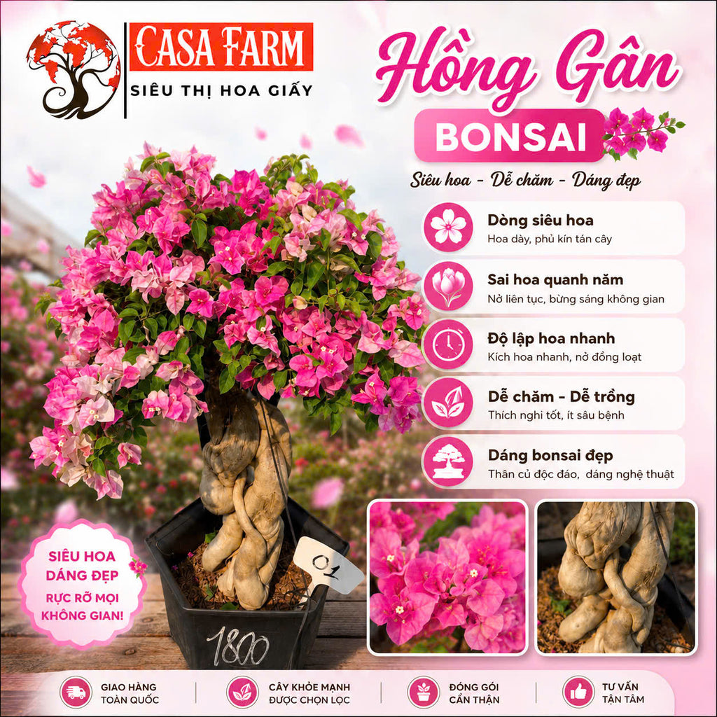 [CSF] Cây Hoa Giấy Hồng Gân Bonsai - Dễ Chăm - Ưa Nắng - Sai Hoa - Siêu Hoa - Dáng Đẹp