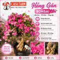[CSF] Cây Hoa Giấy Hồng Gân Bonsai - Dễ Chăm - Ưa Nắng - Sai Hoa - Siêu Hoa - Dáng Đẹp