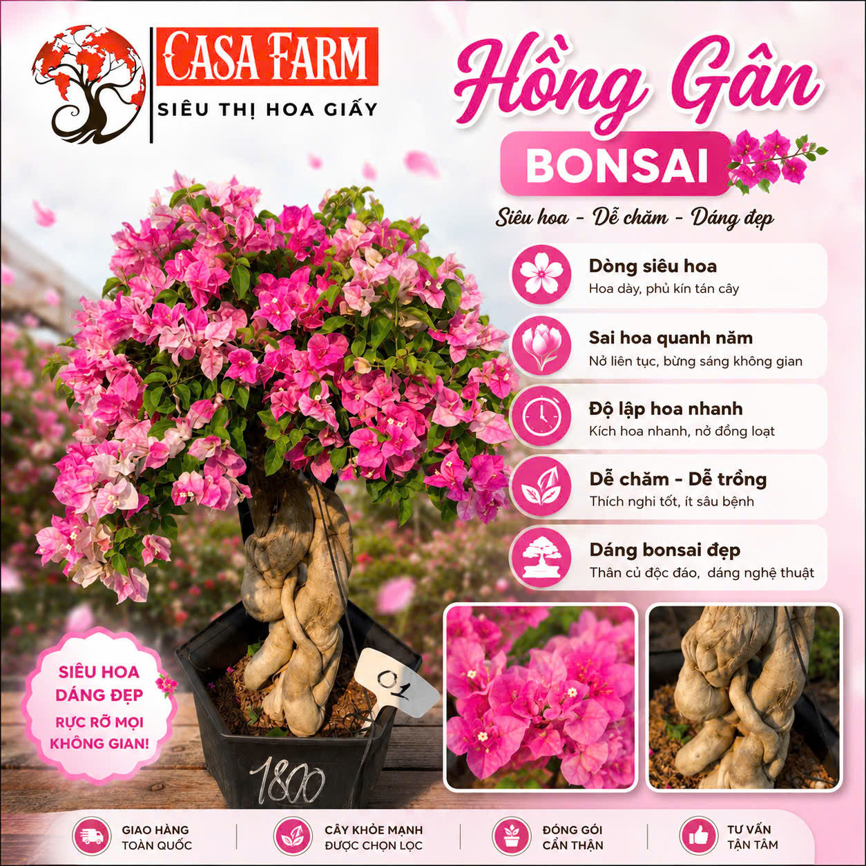 [CSF] Cây Hoa Giấy Hồng Gân Bonsai - Dễ Chăm - Ưa Nắng - Sai Hoa - Siêu Hoa - Dáng Đẹp