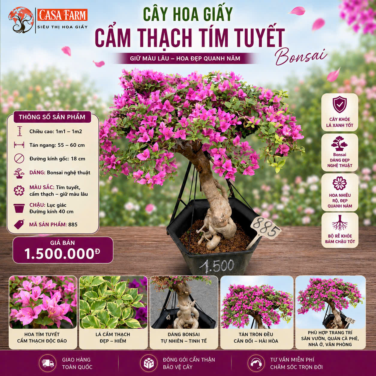 [CSF] Hoa Giấy Bonsai Cẩm Thạch Tím Tuyết - Sai Hoa - Siêu Hoa - Bền Hoa - Dễ Chăm