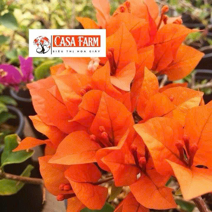 [CSF] Cây Giống Hoa Giấy Cam Lửa - Màu Sắc Nổi Bật - Tạo Điểm Nhấn Cho Không Gian - Ưa Nắng