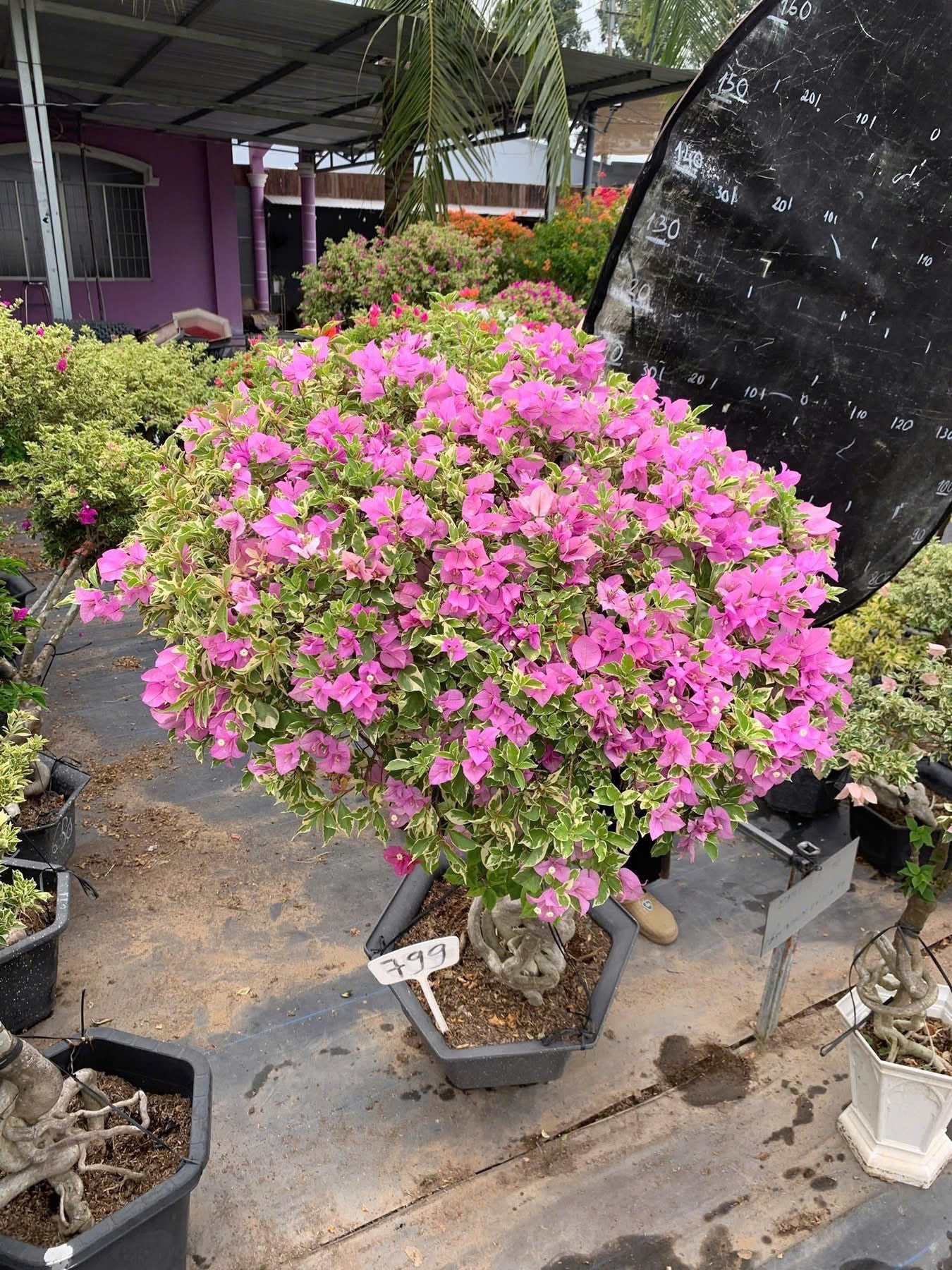 [CSF] Hoa Giấy Bonsai Cẩm Thạch Tím Tuyết - Sai Hoa - Siêu Hoa - Bền Hoa - Dễ Chăm