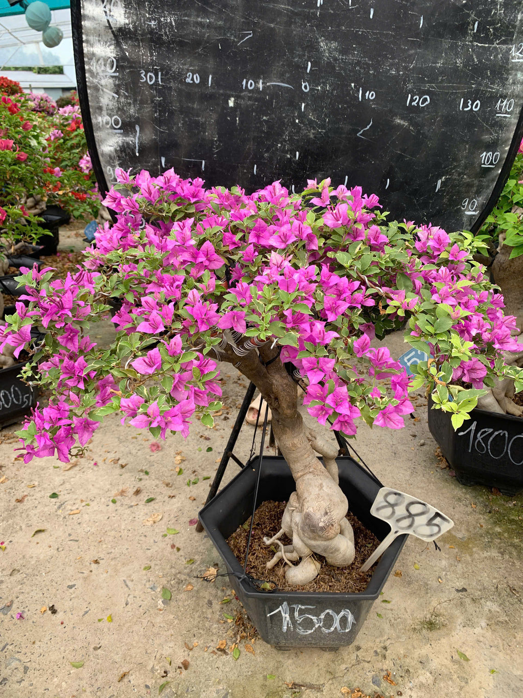 [CSF] Hoa Giấy Bonsai Cẩm Thạch Tím Tuyết - Sai Hoa - Siêu Hoa - Bền Hoa - Dễ Chăm