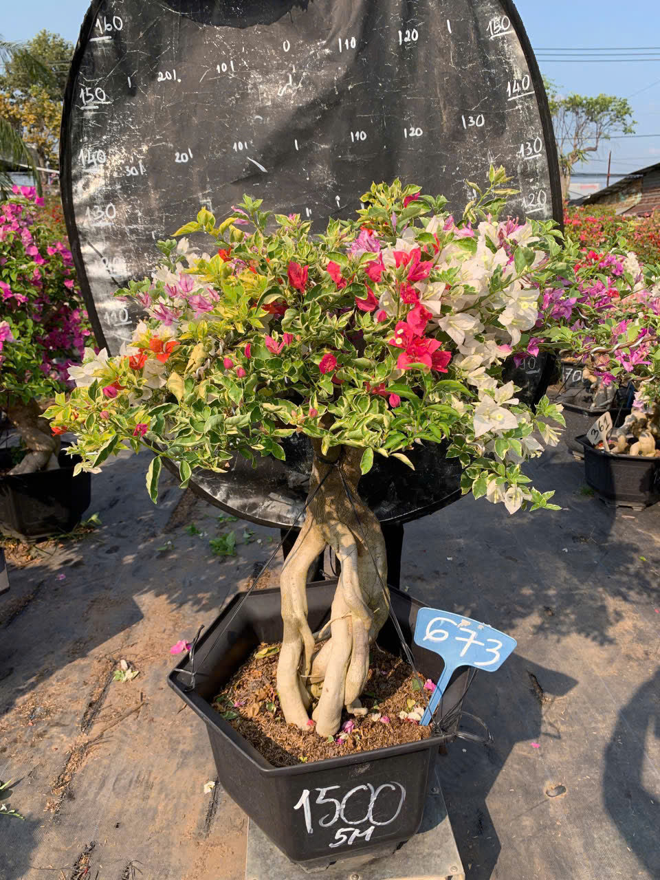 [CSF] Hoa Giấy Cẩm Thạch Nhiều Màu Bonsai - Dễ Chăm - Gốc Bonsai - Ưa Nắng - Màu Sắc Rực Rỡ