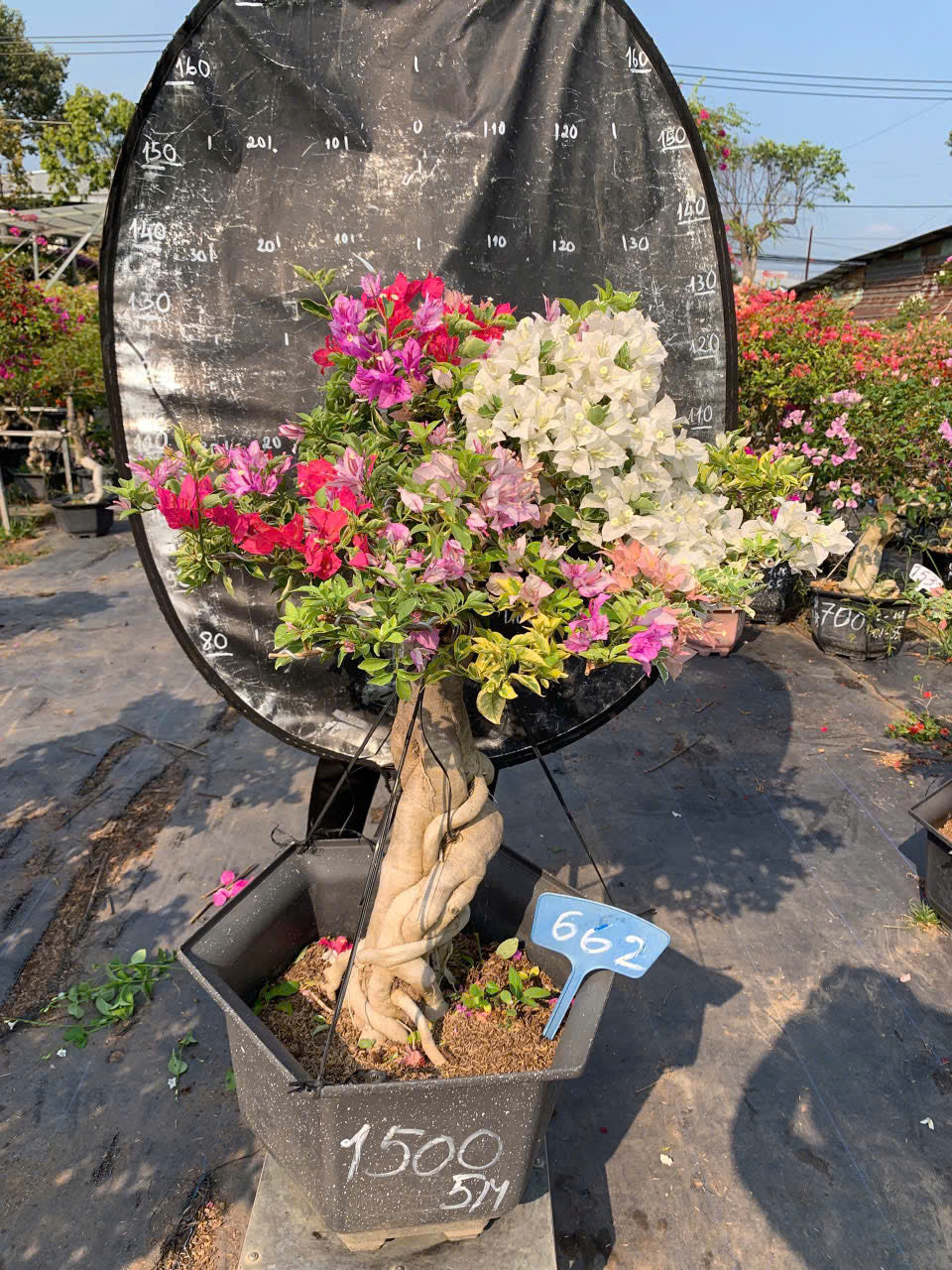 [CSF] Hoa Giấy Cẩm Thạch Nhiều Màu Bonsai - Dễ Chăm - Gốc Bonsai - Ưa Nắng - Màu Sắc Rực Rỡ