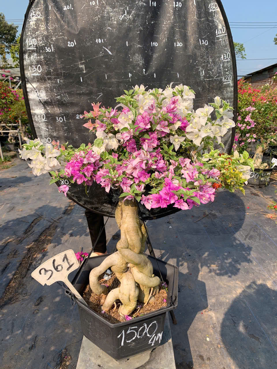 [CSF] Hoa Giấy Cẩm Thạch Nhiều Màu Bonsai - Dễ Chăm - Gốc Bonsai - Ưa Nắng - Màu Sắc Rực Rỡ