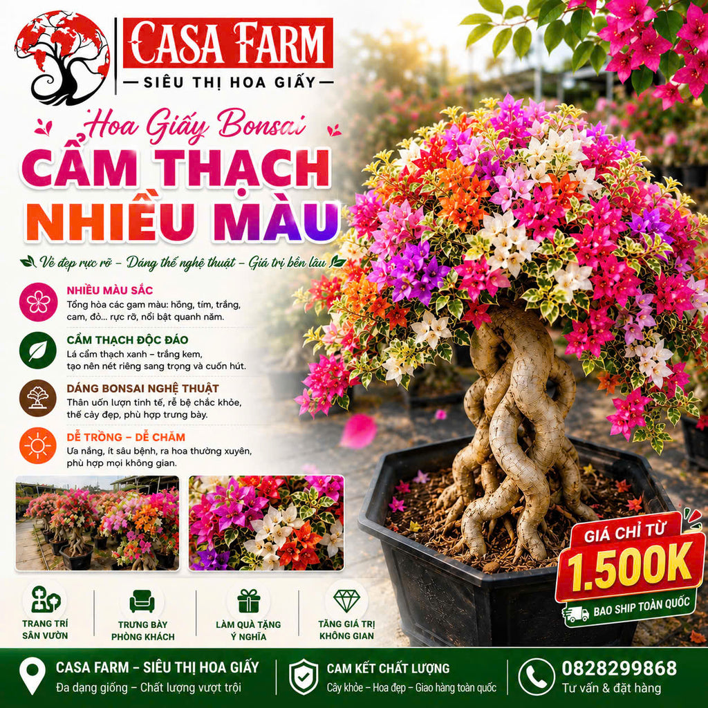 [CSF] Hoa Giấy Cẩm Thạch Nhiều Màu Bonsai - Dễ Chăm - Gốc Bonsai - Ưa Nắng - Màu Sắc Rực Rỡ