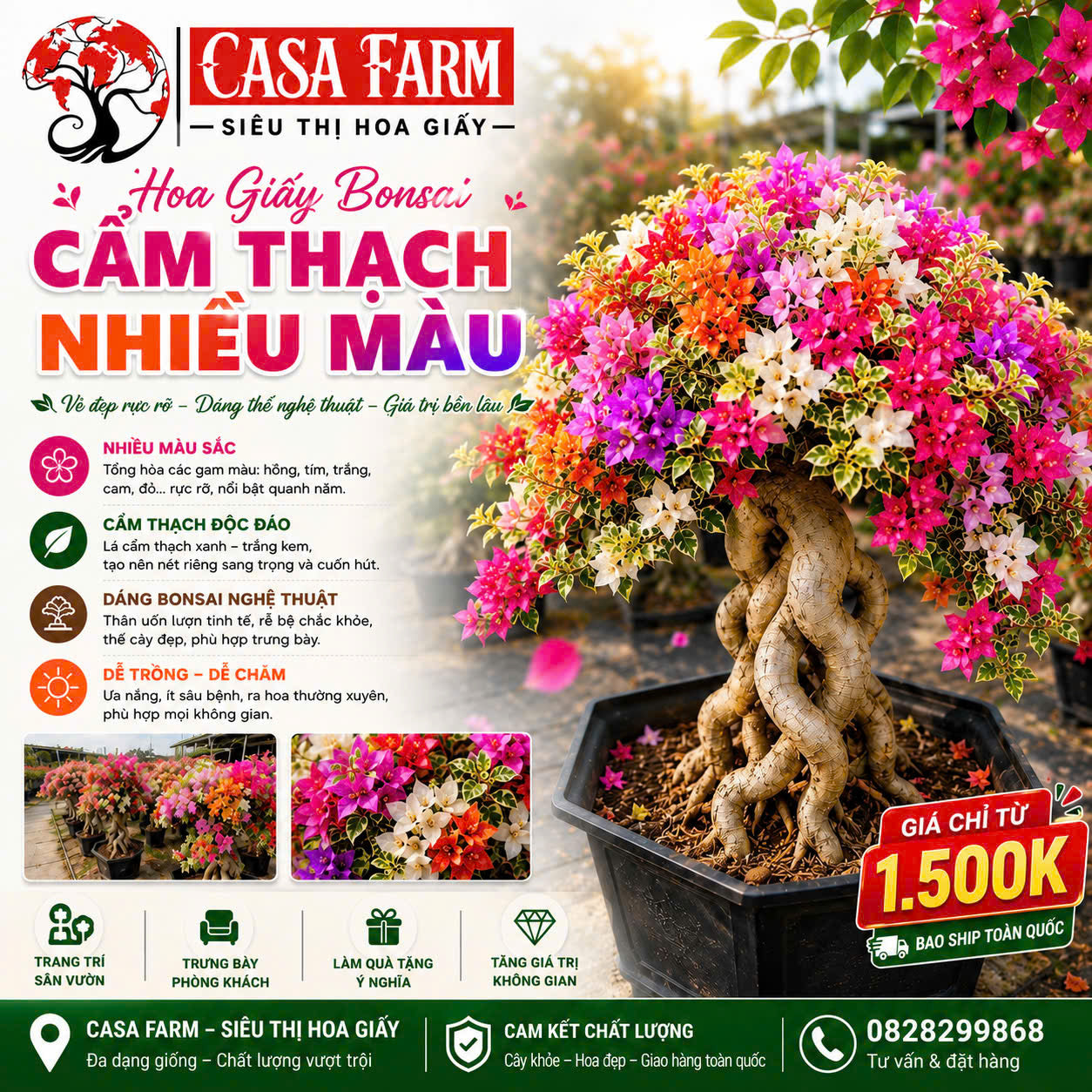 [CSF] Hoa Giấy Cẩm Thạch Nhiều Màu Bonsai - Dễ Chăm - Gốc Bonsai - Ưa Nắng - Màu Sắc Rực Rỡ