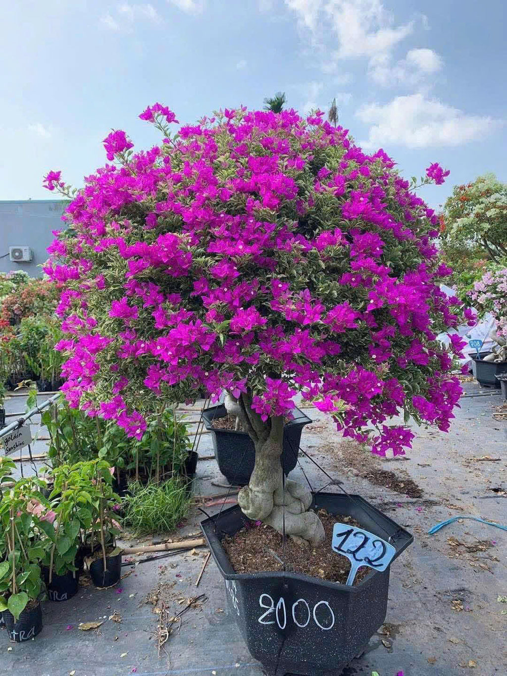 [CSF] Hoa Giấy Cẩm Thạch Tím Dù - Màu Tím Tinh Tế - Sai Hoa - Siêu Hoa - Trang Trí Khu Vườn