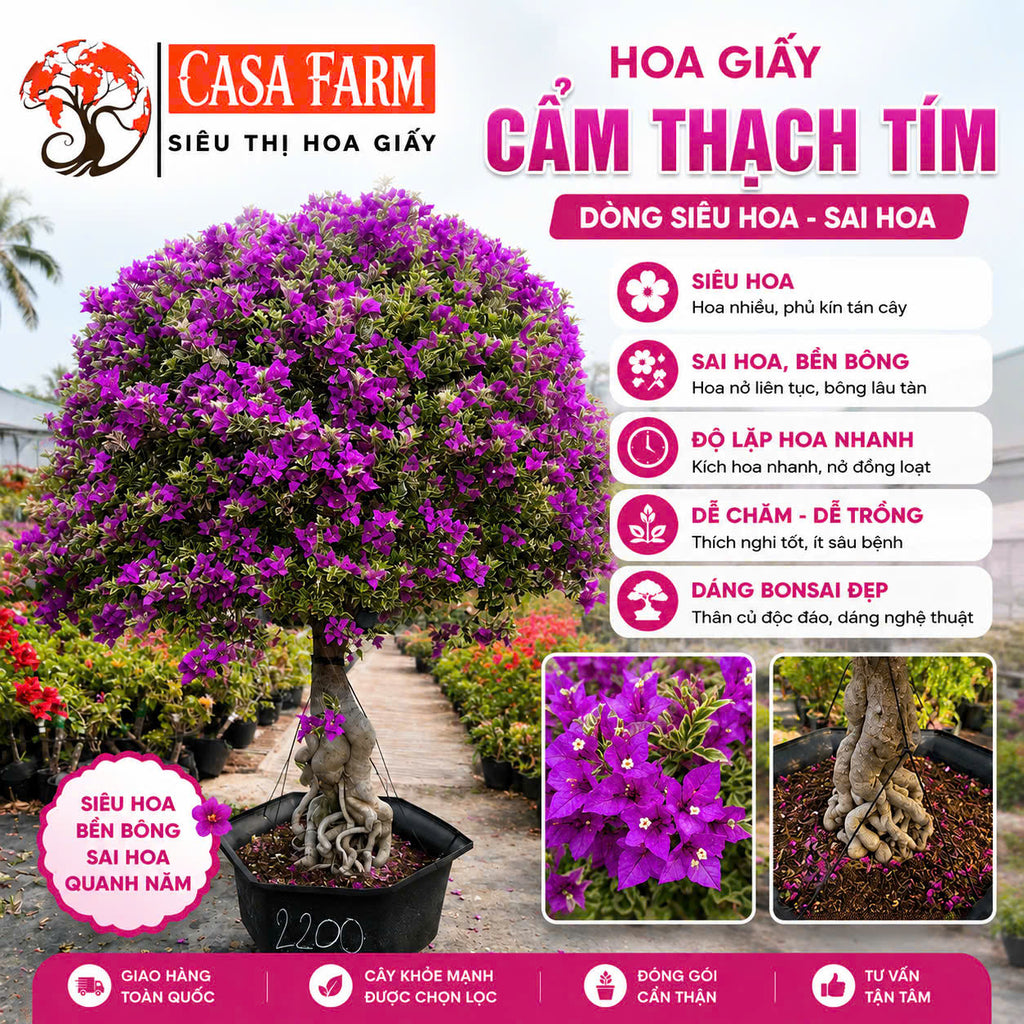 [CSF] Hoa Giấy Cẩm Thạch Tím Dù - Màu Tím Tinh Tế - Sai Hoa - Siêu Hoa - Trang Trí Khu Vườn