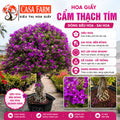 [CSF] Hoa Giấy Cẩm Thạch Tím Dù - Màu Tím Tinh Tế - Sai Hoa - Siêu Hoa - Trang Trí Khu Vườn