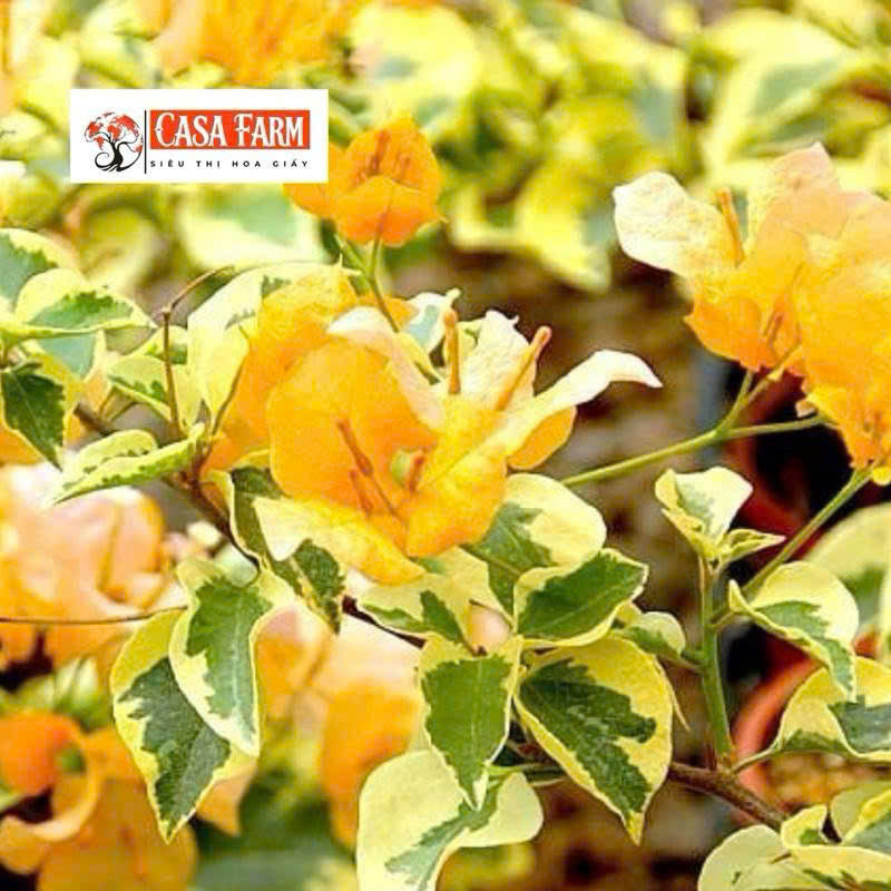 [CSF] Cây Giống Hoa giấy Cẩm Thạch Vàng - Dòng Lá Cẩm Thạch - Dễ Chăm - Ưa Nắng