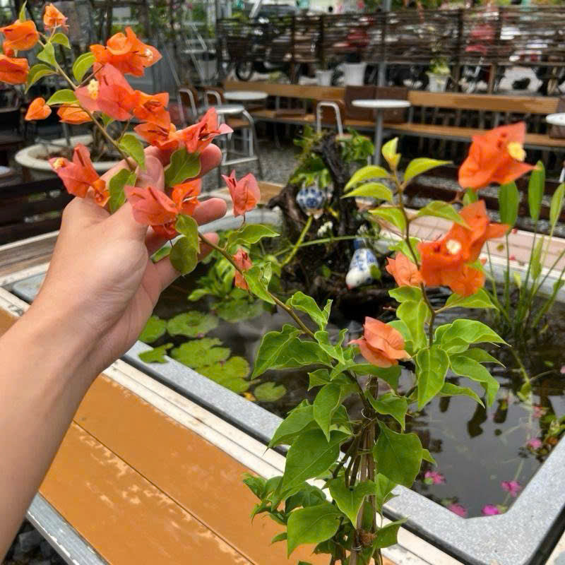 [CSF] Cây Giống Hoa Giấy Cam Thái - Dòng Sai Hoa - Chuyên Leo - Màu Sắc Rực Rỡ
