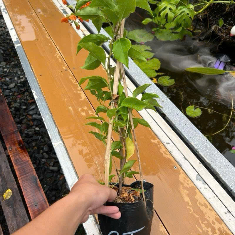 [CSF] Cây Giống Hoa Giấy Cam Thái - Dòng Sai Hoa - Chuyên Leo - Màu Sắc Rực Rỡ