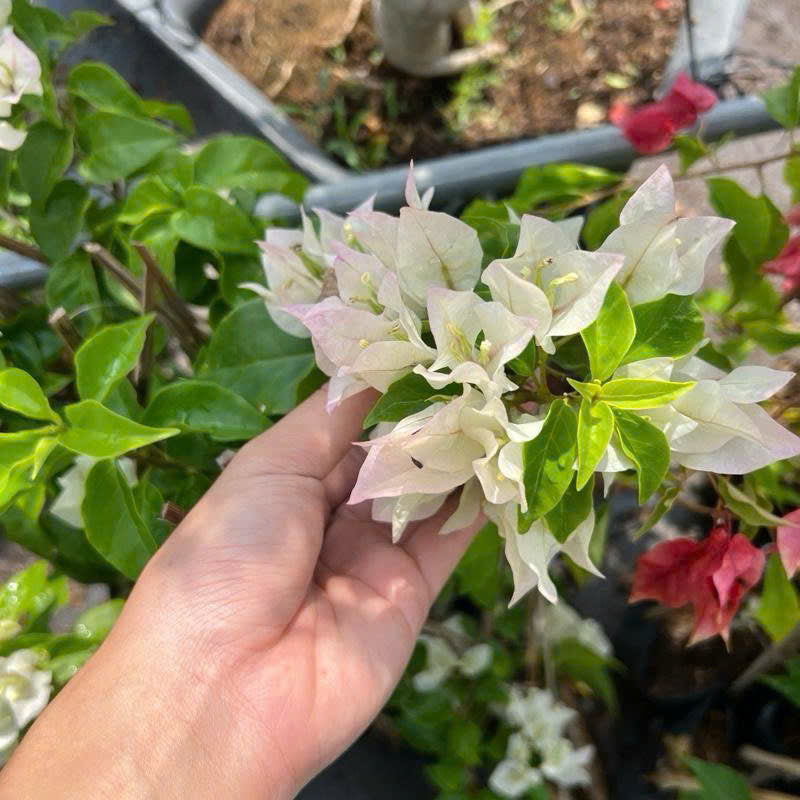 [CSF] Cây GIống Hoa Giấy Cáo Trắng - Dòng Hoa Trắng Tinh - Tinh Khiết - Cây Khỏe