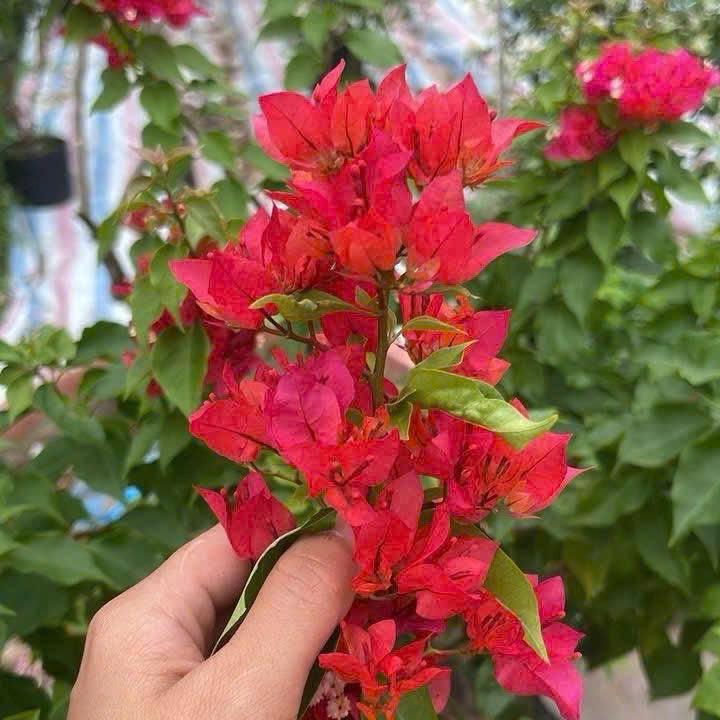 [CSF] Cây Giống Hoa Giấy Cáo Đỏ - Dễ Chăm - Ưa Nắng - Bộ Rễ Tốt - Cây Khỏe - Màu Sắc Rực Rỡ