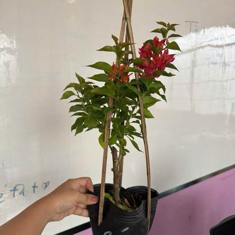 [CSF] Cây Giống Hoa Giấy Cáo Đỏ - Dễ Chăm - Ưa Nắng - Bộ Rễ Tốt - Cây Khỏe - Màu Sắc Rực Rỡ