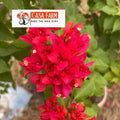 [CSF] Cây Giống Hoa Giấy Cáo Đỏ - Dễ Chăm - Ưa Nắng - Bộ Rễ Tốt - Cây Khỏe - Màu Sắc Rực Rỡ