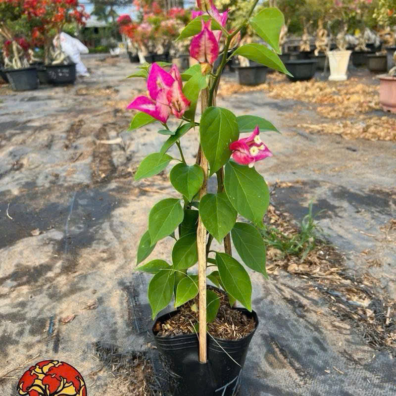 [CSF] Cây Giống Hoa Giấy Tiểu Ấn Độ - Cây Nguyên Bản - Dòng Đổi Màu - Dễ Chăm