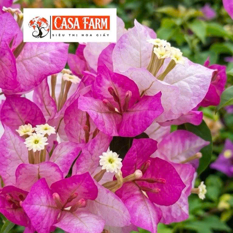 [CSF] Cây Giống Hoa Giấy Cereamilk - Màu Sắc Ngọt - Bộ Rễ Khỏe - Dễ Chăm Sóc