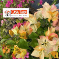 [CSF] Cây Giống Hoa Giấy Chitra Gold - Màu Sắc Ánh Kim - Cây Khỏe - Bộ Rễ Tốt