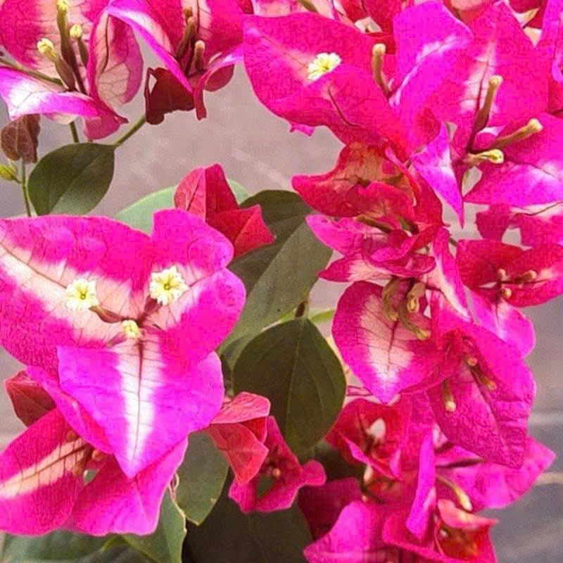 [CSF] Cây Giống Hoa Giấy Dabaweya - Dòng Sai Hoa - Ưa Nắng - Cây Khỏe - Bộ Rễ Tốt