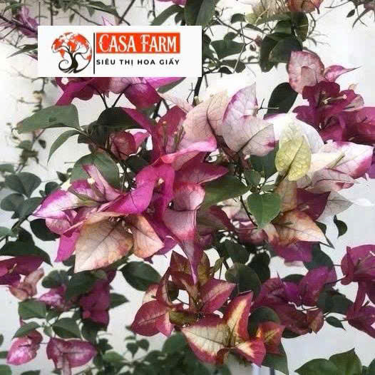 [CSF] Cây Giống Hoa Giấy Dabaweya - Dòng Sai Hoa - Ưa Nắng - Cây Khỏe - Bộ Rễ Tốt
