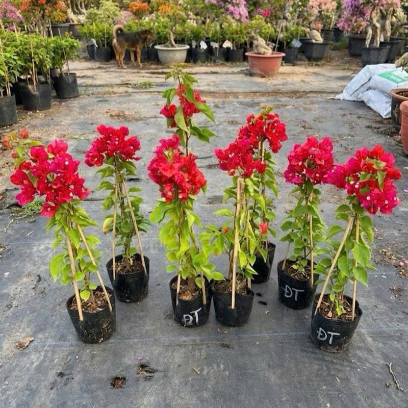 [CSF] Cây Giống Hoa Giấy Đỏ Thái - Đỏ Tươi - Dòng Siêu Hoa - Rễ Khỏe - Dễ Chăm