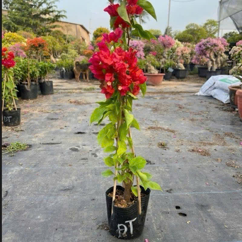 [CSF] Cây Giống Hoa Giấy Đỏ Thái - Đỏ Tươi - Dòng Siêu Hoa - Rễ Khỏe - Dễ Chăm