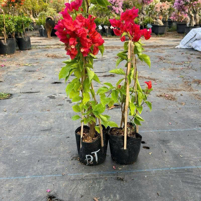 [CSF] Cây Giống Hoa Giấy Đỏ Thái - Đỏ Tươi - Dòng Siêu Hoa - Rễ Khỏe - Dễ Chăm