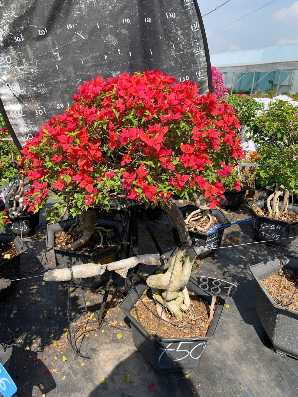 [CSF] Hoa Giấy Đỏ Red Brizza Gốc Bonsai - Sai Hoa - Siêu Hoa - Bền Hoa - Ưa Nắng