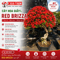 [CSF] Hoa Giấy Đỏ Red Brizza Gốc Bonsai - Sai Hoa - Siêu Hoa - Bền Hoa - Ưa Nắng