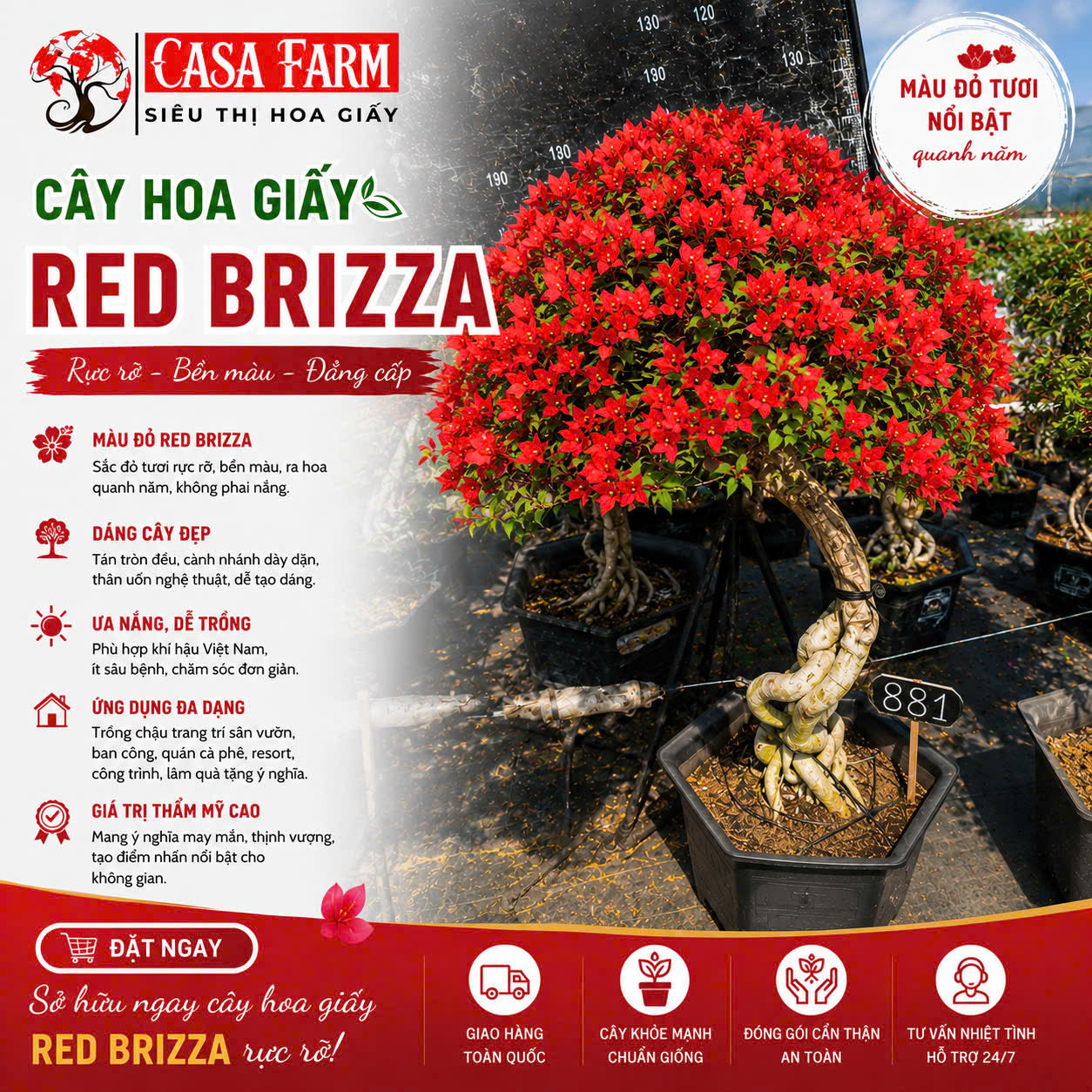 [CSF] Hoa Giấy Đỏ Red Brizza Gốc Bonsai - Sai Hoa - Siêu Hoa - Bền Hoa - Ưa Nắng