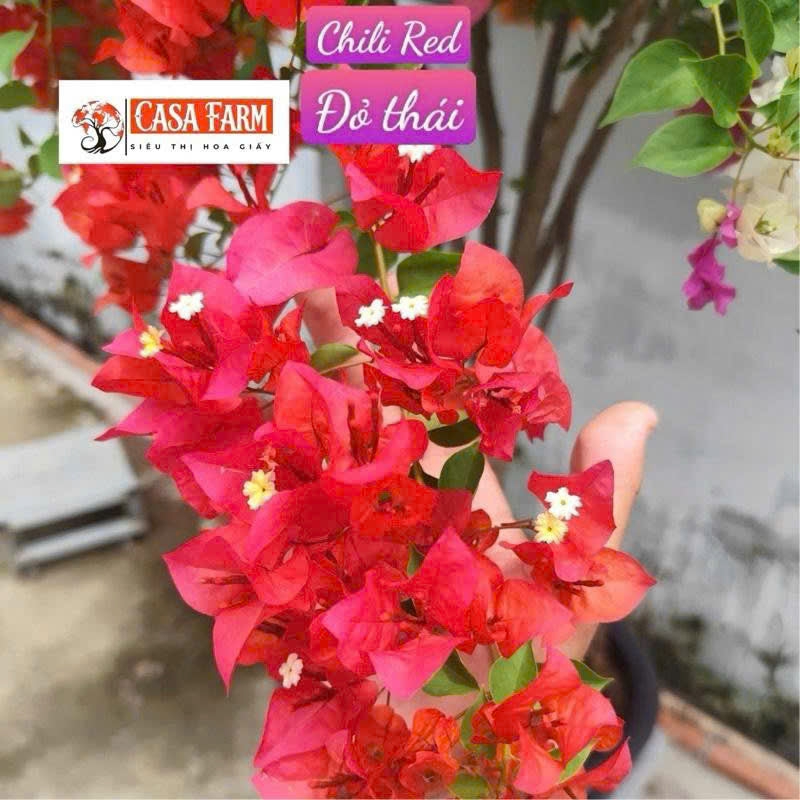 [CSF] Cây Giống Hoa Giấy Đỏ Thái - Đỏ Tươi - Dòng Siêu Hoa - Rễ Khỏe - Dễ Chăm