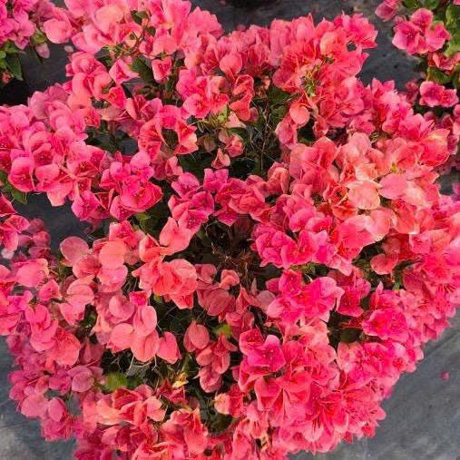 [CSF] Cây Giống Hoa Giấy Dưa Hấu Đỏ - Màu Đỏ May Mắn - Dễ Chăm - Bền Hoa