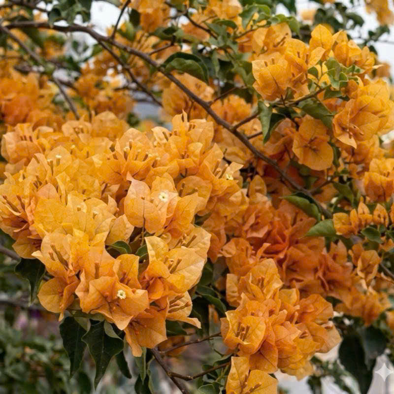 [CSF] Cây Giống Hoa Giấy Dưa Hấu Vàng - Màu Vàng Sang Trọng - Cây Dễ Chăm - Bền Hoa