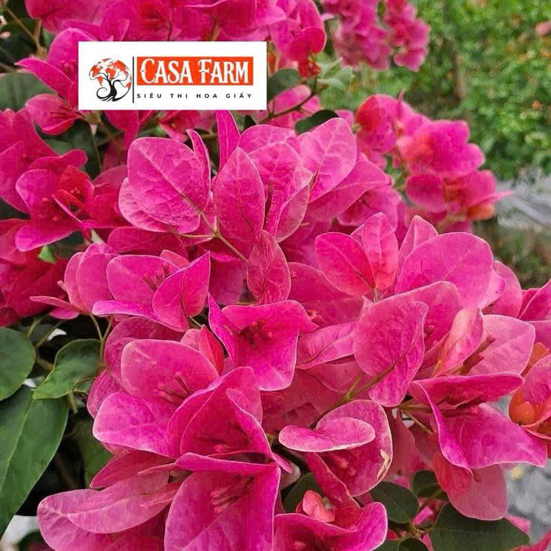 [CSF] Cây Giống Hoa Giấy Dưa Hấu Đỏ - Màu Đỏ May Mắn - Dễ Chăm - Bền Hoa