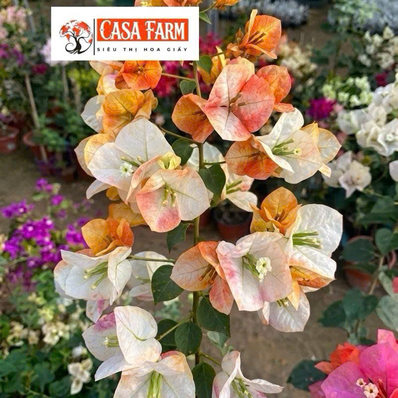 [CSF] Cây Giống Hoa Giấy Golden Sunshine - Màu Nắng Vàng Rực Rỡ - Dòng Đổi Màu