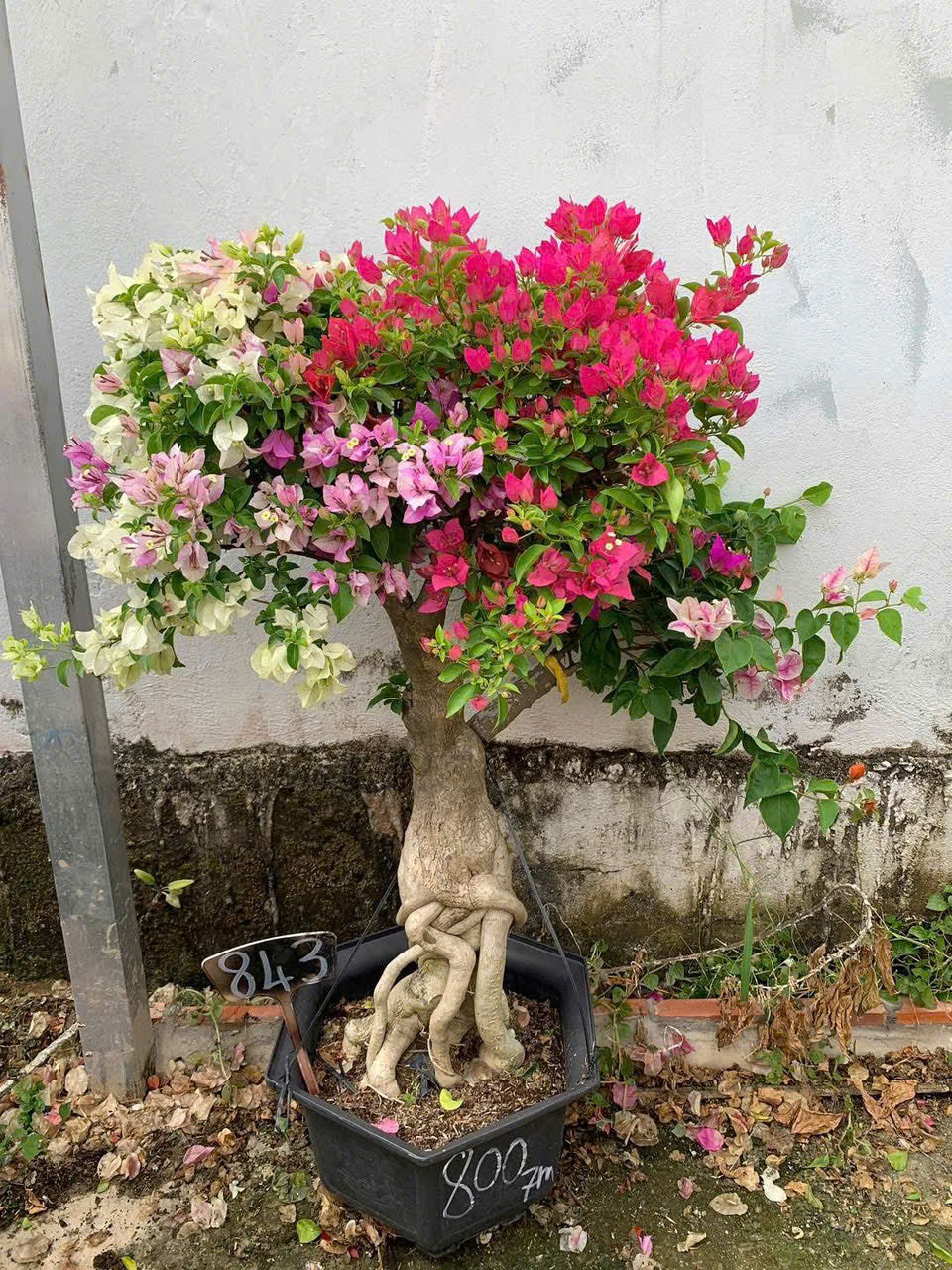 [CSF] Cây Hoa Giấy Gốc Bonsai Ghép Nhiều Màu - Ưa Nắng - Dễ Chăm - Cây Khoẻ - Nhiều Màu