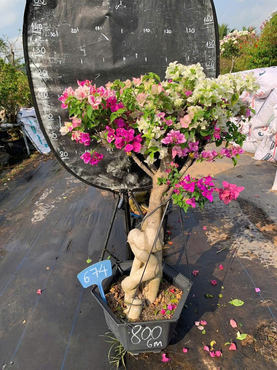 [CSF] Cây Hoa Giấy Gốc Bonsai Ghép Nhiều Màu - Ưa Nắng - Dễ Chăm - Cây Khoẻ - Nhiều Màu